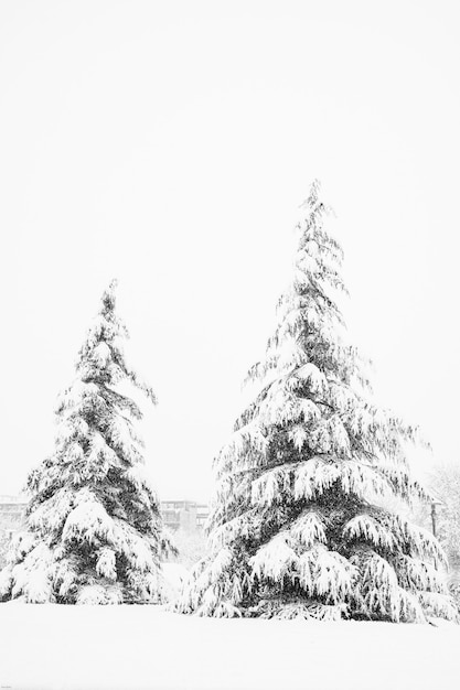 公園の雪に覆われた冬の風景松の木のVerticshot