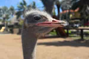 Free photo very bright pink beak on the face of an ostrich.