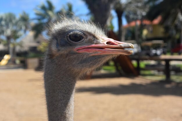 Very bright pink beak on the face of an ostrich.
