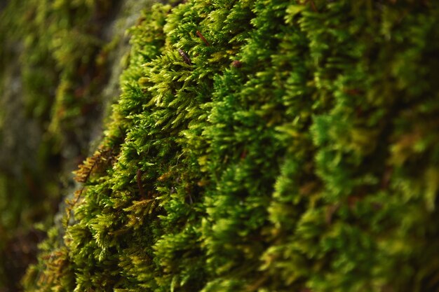 Very close focus of texture northern moss growing on stone in northern forest, at rainy winter day.