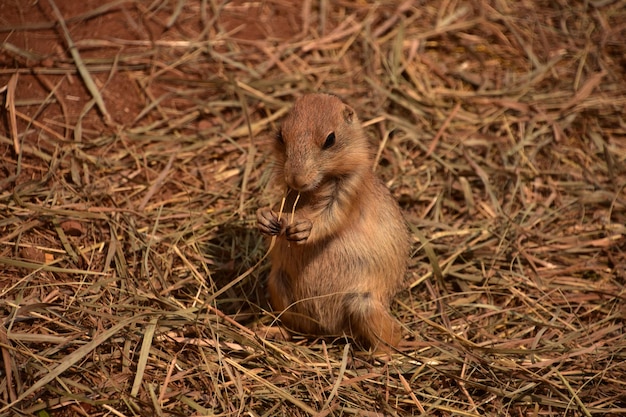 彼のおしりに座っている非常にかわいい赤ちゃんオグロプレーリードッグ