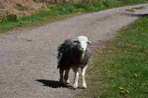 Foto gratuita agnello molto carino che sta fermo in un percorso