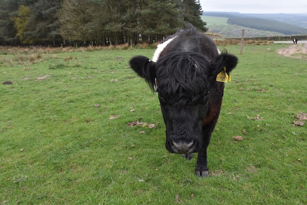 広い芝生の上を歩くとてもかわいいベルテッドギャロウェイの子牛。