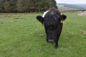Free photo very cute belted galloway calf walking in a large grassy field.