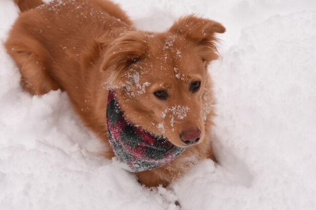Very cute golden dog laying down in the snow on a winter's day.