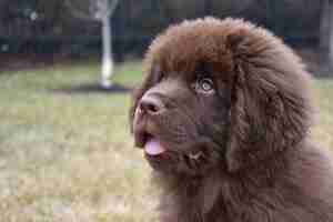 Free photo very cute young newfie puppy dog with his tongue peaking out