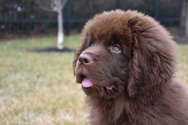 舌がピークに達する非常にかわいい若いニューファンドランドの子犬犬
