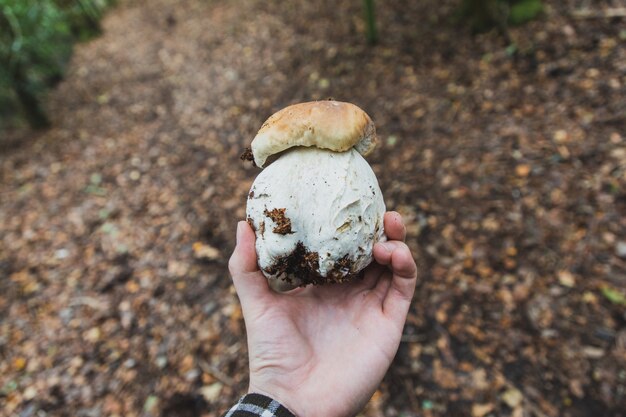 Very large, mutated Gemmed Amanita mushroom