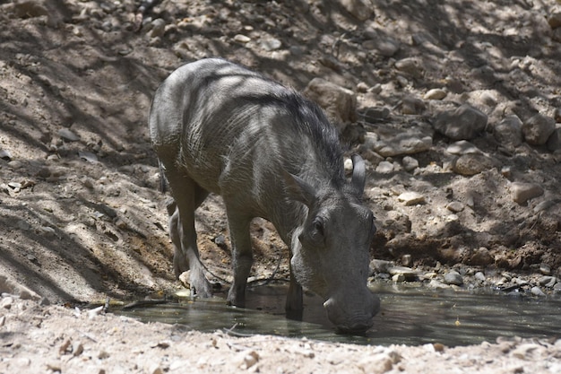 Very large warthog with curled tusks drinking from a watering hole.