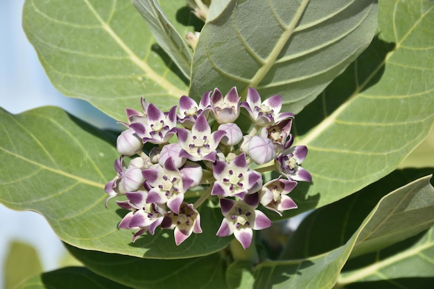 太陽の下で開花する非常にきれいに咲く巨大なミルクウィード