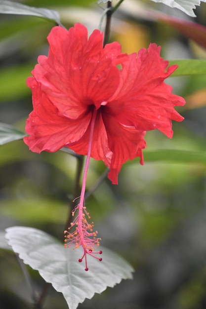 Foto gratuita fiore tropicale molto grazioso dell'ibisco rosso