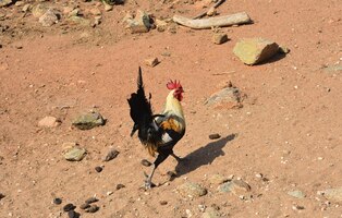 Very proud prancing rooster with long tail feathers