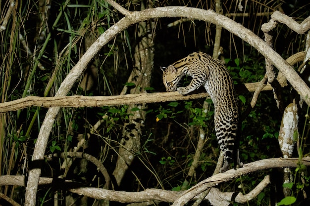無料写真 ブラジルのジャングルの夜の非常に珍しいオセロット