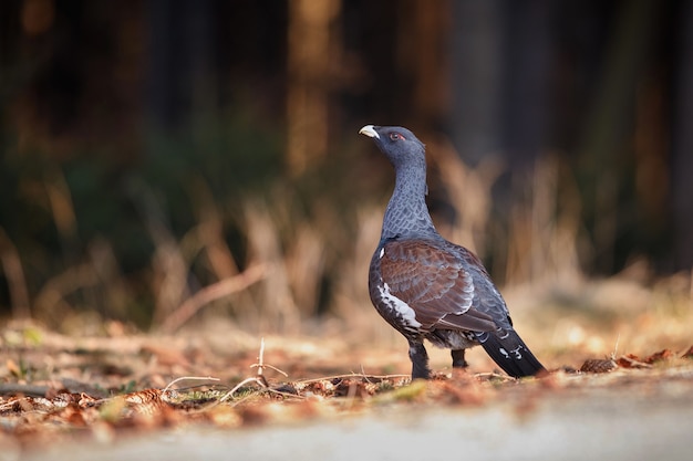 Free photo very rare wild capercaillie in the nature habitat