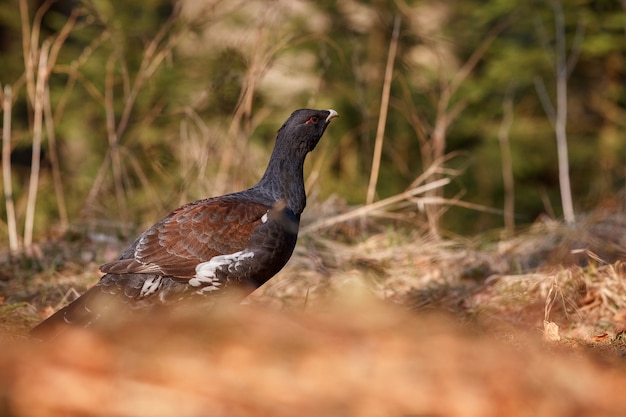 Foto gratuita gallo cedrone selvatico molto raro nell'habitat naturale