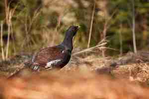 Free photo very rare wild capercaillie in the nature habitat