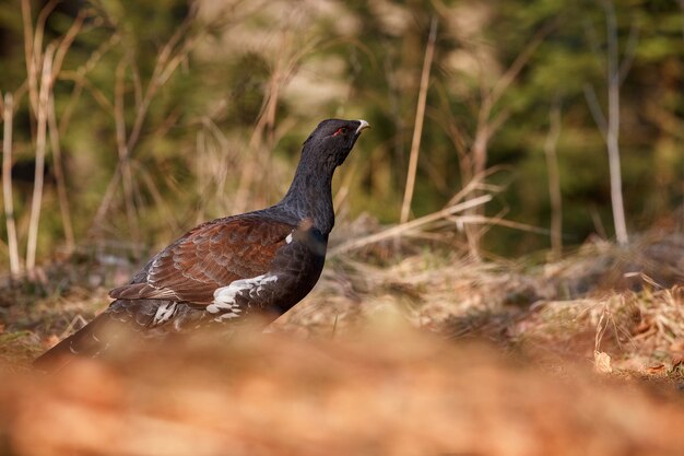 Very rare wild capercaillie in the nature habitat 