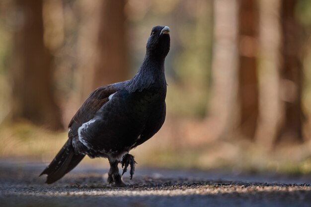 Very rare wild capercaillie in the nature habitat 