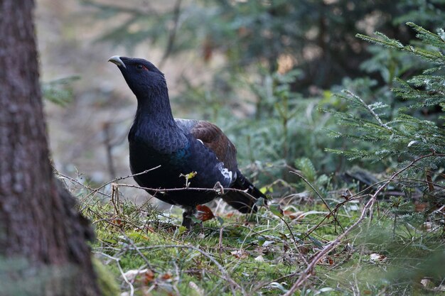 Very rare wild capercaillie in the nature habitat 