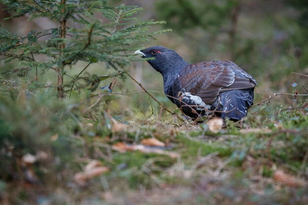 Very rare wild capercaillie in the nature habitat 