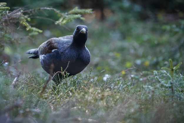 Very rare wild capercaillie in the nature habitat 