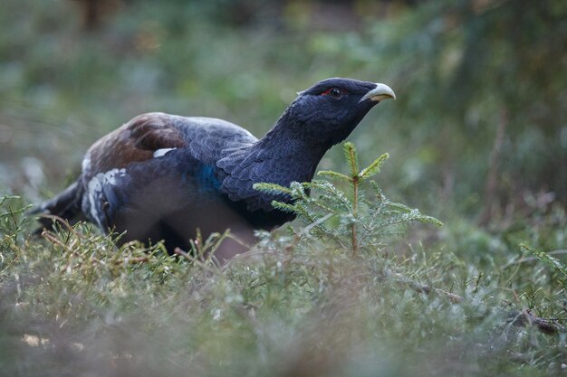 Very rare wild capercaillie in the nature habitat 