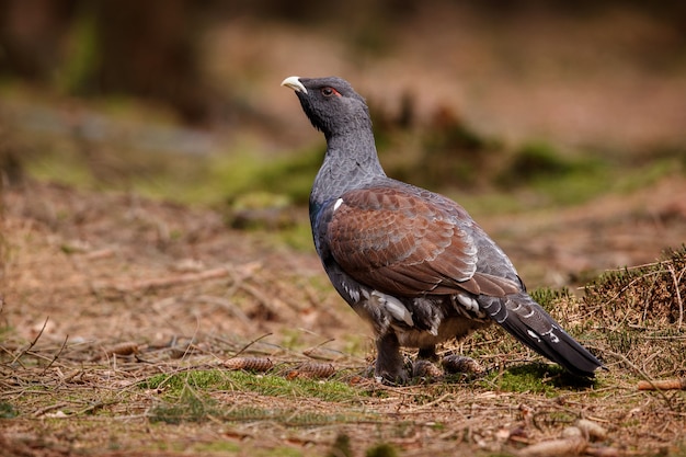 Very rare wild capercaillie in the nature habitat 