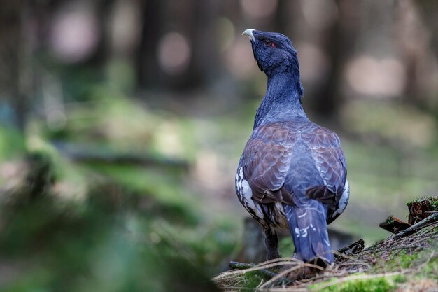 Very rare wild capercaillie in the nature habitat 