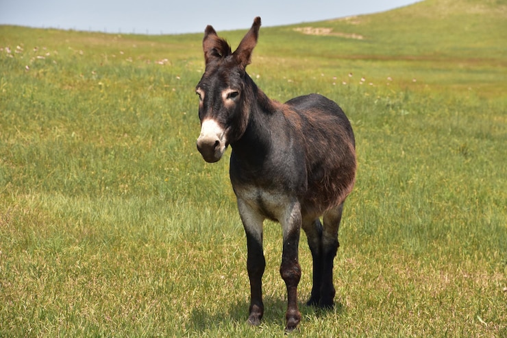 Free Photo very sweet solitary burro standing in a grass meadow.