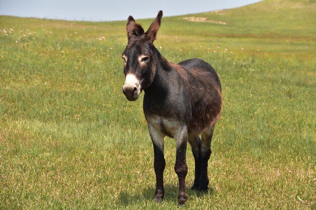 Very sweet solitary burro standing in a grass meadow.