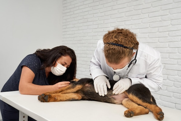 Бесплатное фото Ветеринар и медсестра заботятся о немецкой овчарке