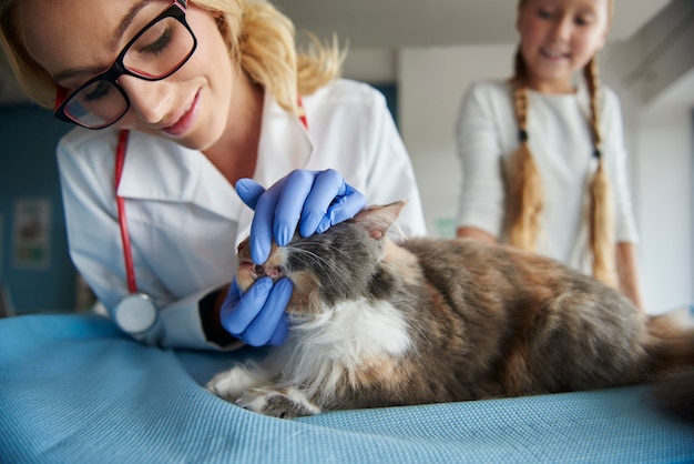Ветеринар проверяет состояние кошачьих зубов