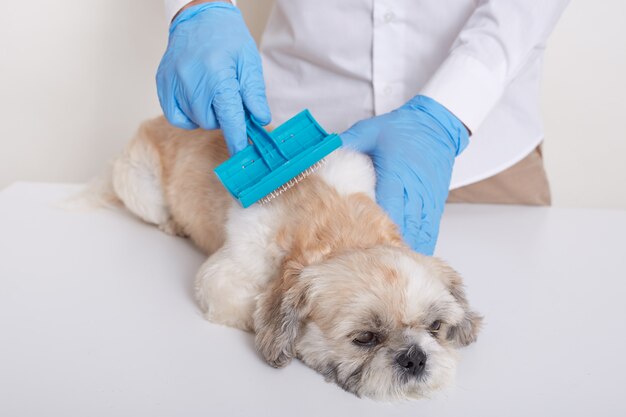 Vet combing pekingese dog hair, doing cleansing procedures in veterinary clinic