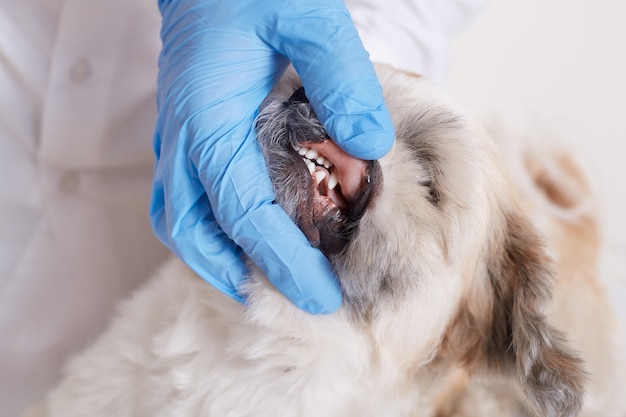 Vet dentist checking dog's teeth, fluffy angry dog being examined in veterinary clinic