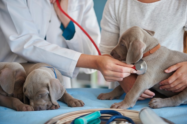 Foto gratuita veterinario che esegue un esame di routine