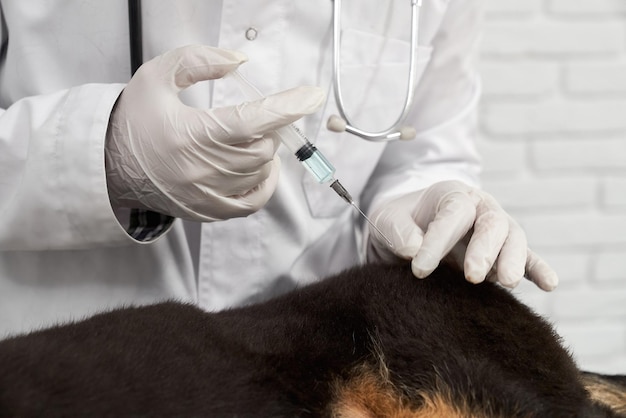 Vet giving injection to dog