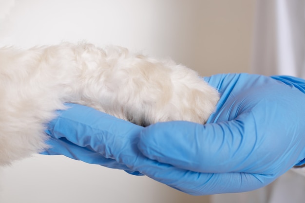 Ветеринар в синих латексных перчатках, держа в руках собачью лапу