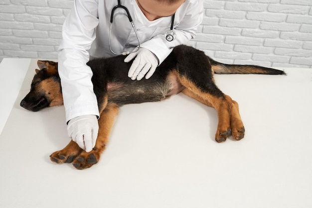 Free photo vet in latex gloves examining dog paw