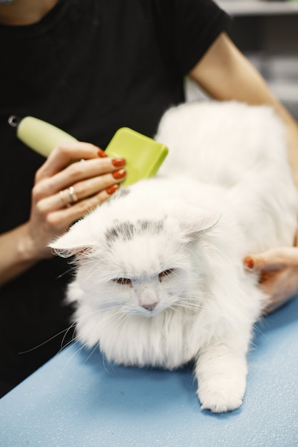 Free photo vet with a brush for animals. woman in a black t-shirt. cat on a couch.