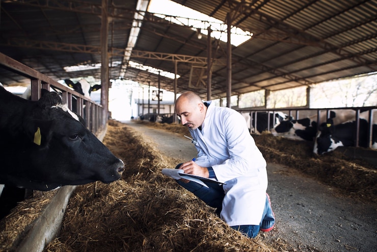 मुफ़्त फोटो veterinarian animal doctor at cattle farm checking health of cows
