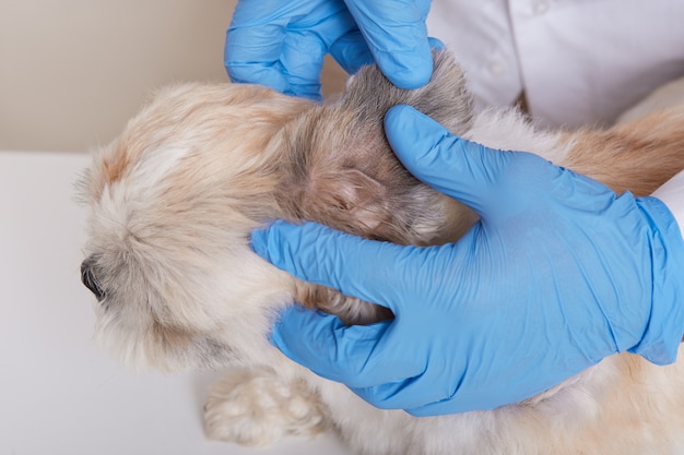 수의사 클리닉에서 아픈 강아지의 귀를 검사하는 파란색 라텍스 장갑 수의사