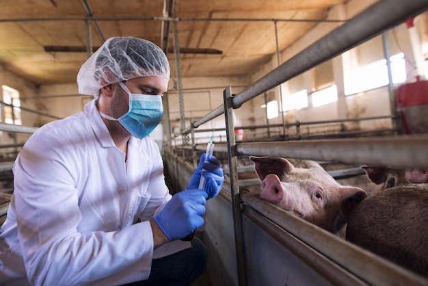 Ветеринар на животноводческой ферме готовится сделать инъекцию лекарства для вакцинации свиньям на свиноферме