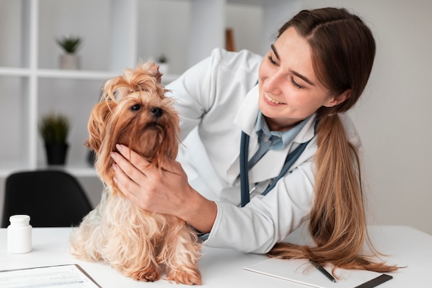 수의사 검사 강아지의 건강