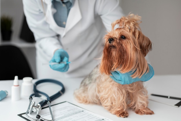 Foto gratuita veterinario che controlla la salute del cucciolo