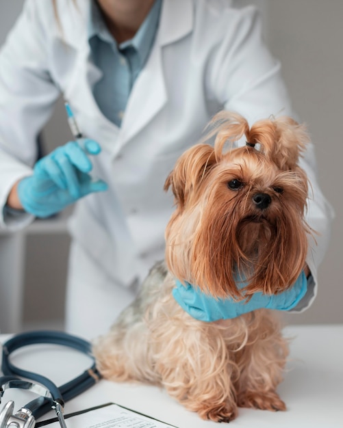 Veterinarian check-ing puppy's health