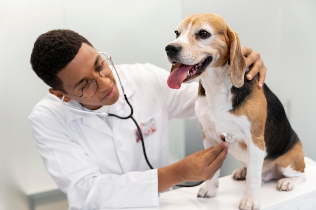 Veterinarian checking dog medium shot