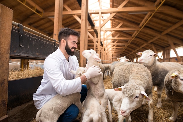 子羊の家畜の健康状態をチェックする獣医
