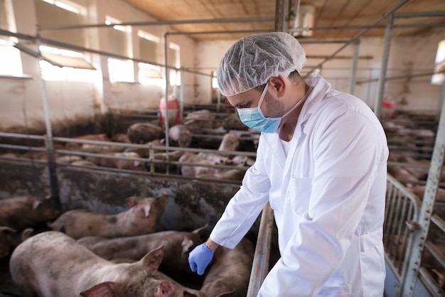 Veterinarian doctor controlling pigs at pig farm