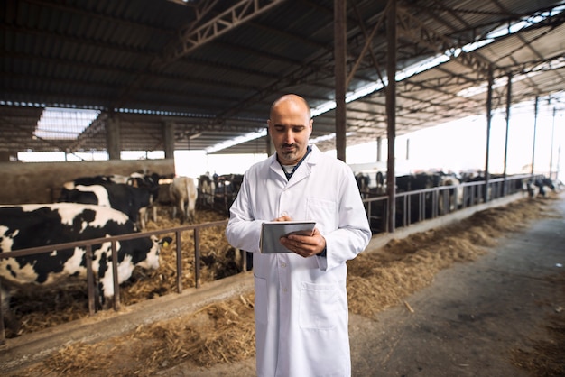 Medico veterinario che digita su uno stato di salute della compressa del bestiame all'allevamento di mucche