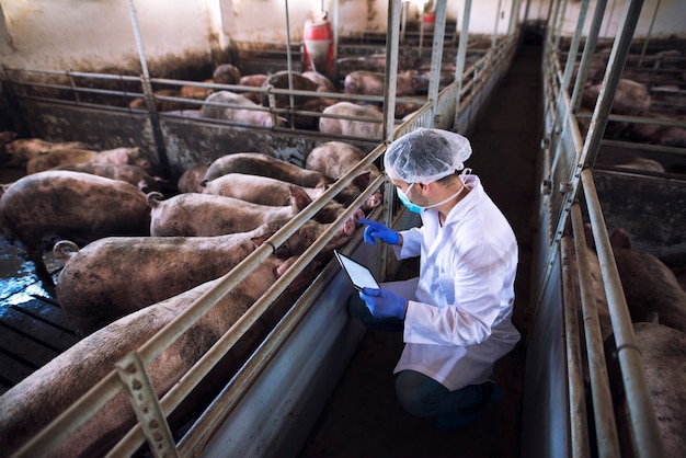 Veterinarian doctor with tablet examining pigs at pig farm